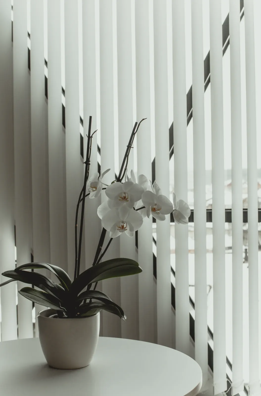 White orchid beside custom vertical blinds